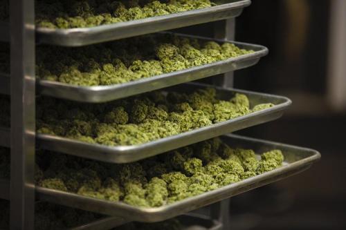 Image of Tasty Buds
