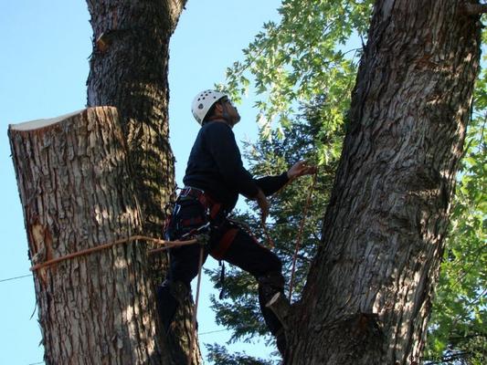 P & P Tree Service Baltimore