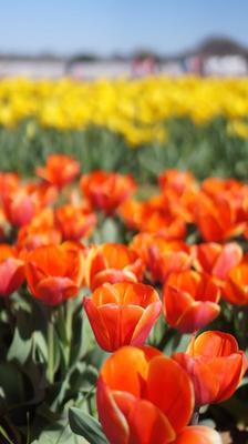 Image of Texas-Tulips, LLC