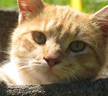 Afbeelding van New South Veterinary Centre