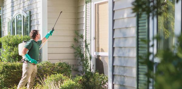 Expert Pest Control You Can Rely On