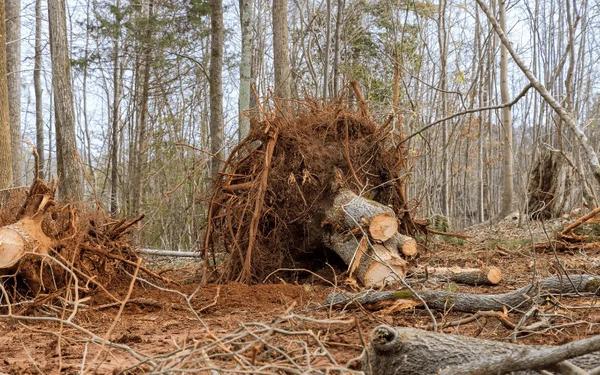 Image of Top Notch Tree Service of Westfield