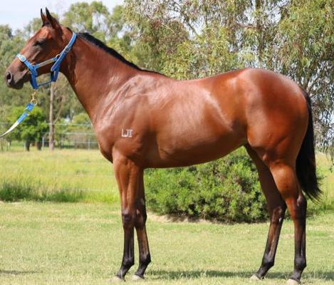 Image of Thoroughbred Sales