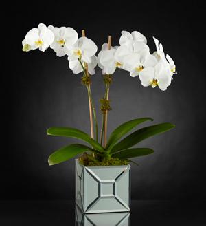 Image of Deer Valley Florist and Flower Delivery