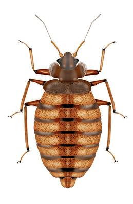 Image de Pest Control Markham Exterminator
