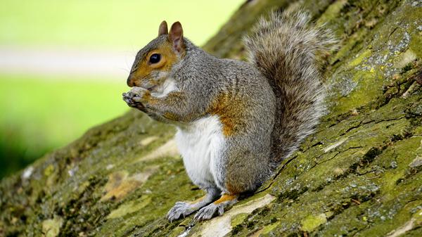 Image of Gone Pest Control