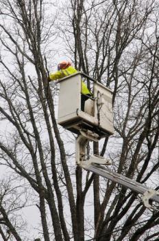 Image of Washington Tree And Lawn Care