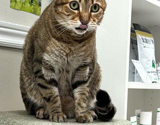 Image de Bayview Mall Veterinary Clinic