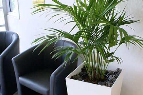 Image of Prestigious Plantscapes
