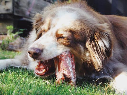 Image of Fangs & Fur