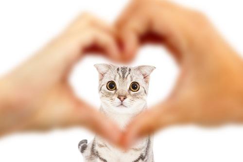 Image of Avro Pet Hospital