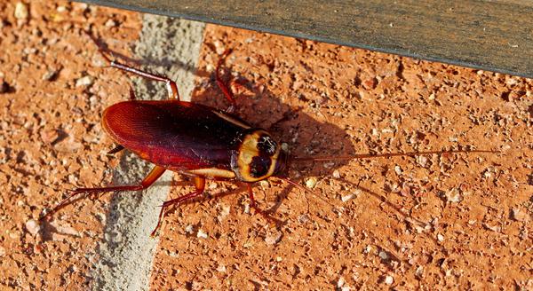 Powerful Pest Control Services For Your Home or Business