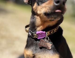 Ela e um pincher minha profesoura