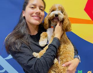 Image of Dogs in Town