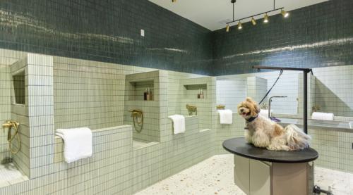 Image of Uptown Paw Resort & Spa