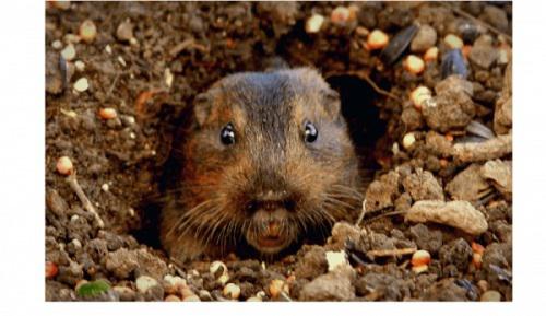 Image of Hybrid Pest Control