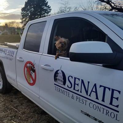 Image of Senate Termite & Pest Control