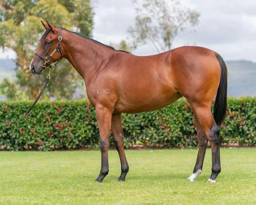 Image of Thoroughbred Sales