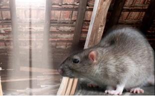 Image of SF Rodent Control