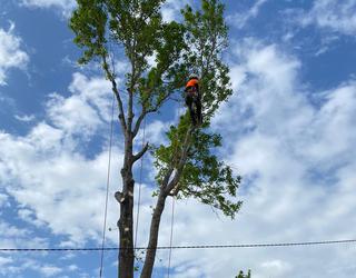 Image of Absolute Tree Services