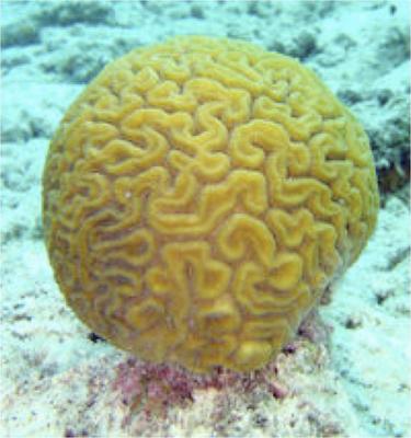 Brain-Coral-Tobago