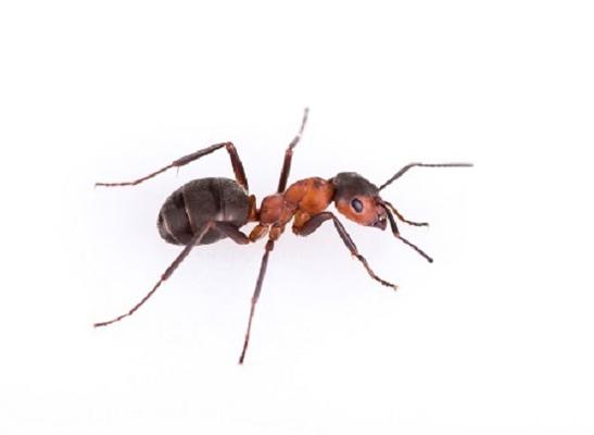Image de Pest Control Markham Exterminator