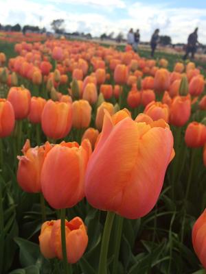 Image of Texas-Tulips, LLC
