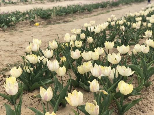 Image of Texas-Tulips, LLC