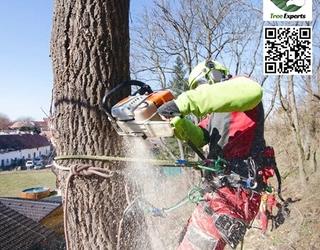 Image of Eagle Tree Experts