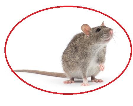 Image de Pest Control Markham Exterminator