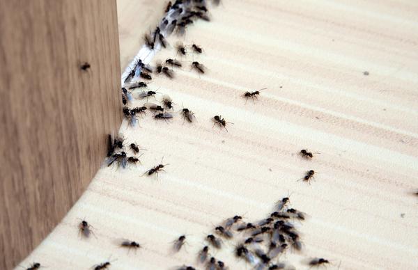 Image of Alameda CA Pest