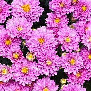 Afbeelding van Bloementheater B.V.