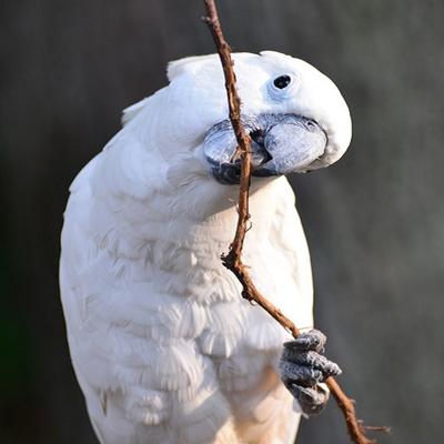 Image of Long Island Bird & Exotics Veterinary Clinic