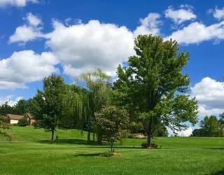 Image of American Forestry Services