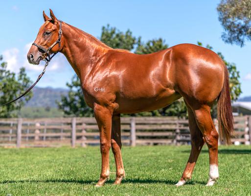 Image of Thoroughbred Sales