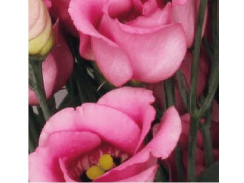 Afbeelding van Van de Werken Lisianthus BV