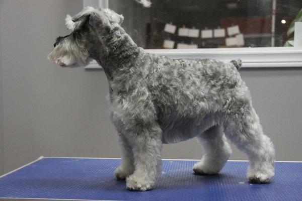 Image of WM Pet Services & Boutique