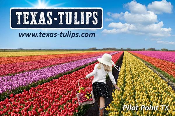 Image of Texas-Tulips, LLC