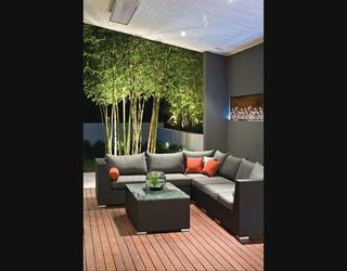 Image of Red Cloud Bamboo