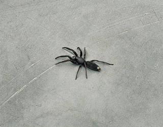 Defender Pest Control Specialists