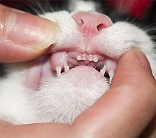 Afbeelding van New South Veterinary Centre