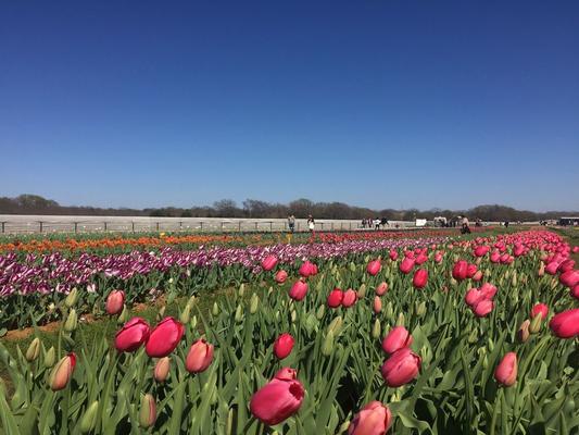 Image of Texas-Tulips, LLC
