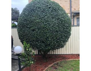 Image of Pichor‘s Gardening