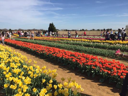 Image of Texas-Tulips, LLC