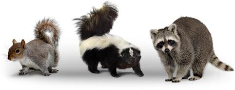 Image of Nikol Pest Control