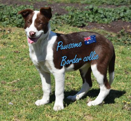 Pawsome.SG的图像