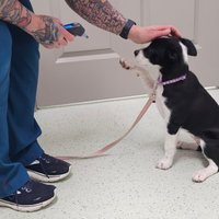 Image of Button Veterinary Hospital