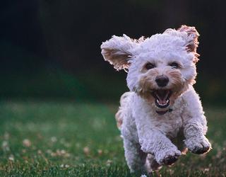 Happy Dog