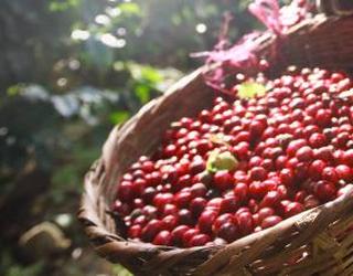 Image of Fratello Coffee Roasters
