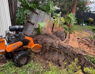 Image of Ace Tree Care